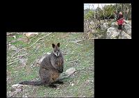  This roo at the top seemed oblivious of us and we watched it for a long time, finally wondering if it perhaps was blind.